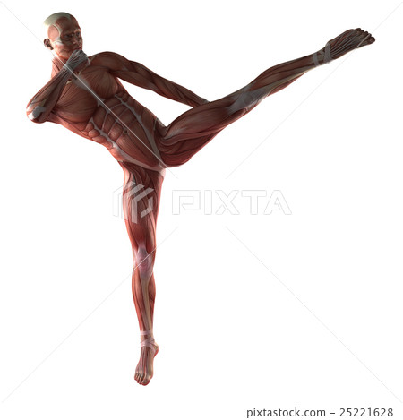 Human Muscle Anatomy 25221628