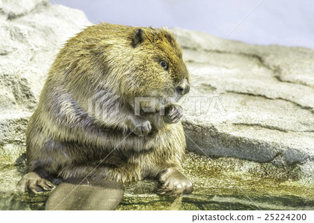 American Beaver 25224200