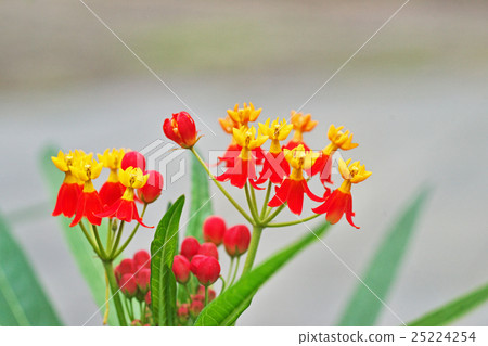 蜻蜓的花 25224254
