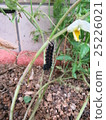 Larvae of Pinus thunbergii (just before becoming a chrysalis) 25226021