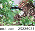 Larva of Pinus thunbergii 25226023