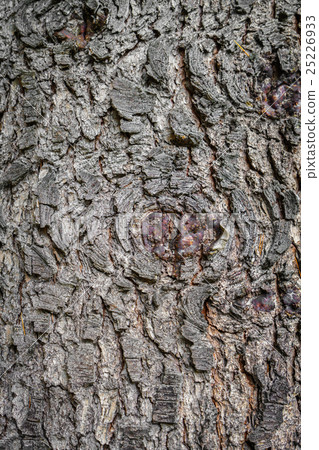 Wood texture background Wood texture background 25226933