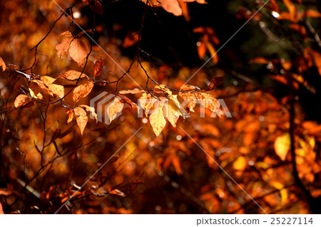 Yellow remaining leaves of branches shining in red and black in late autumn 25227114