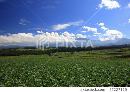 Tsumagoi cabbage field and Mt. Asama 25227119