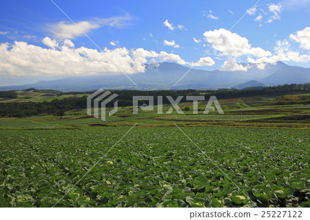 Tsumagoi cabbage field and Mt. Asama 25227122
