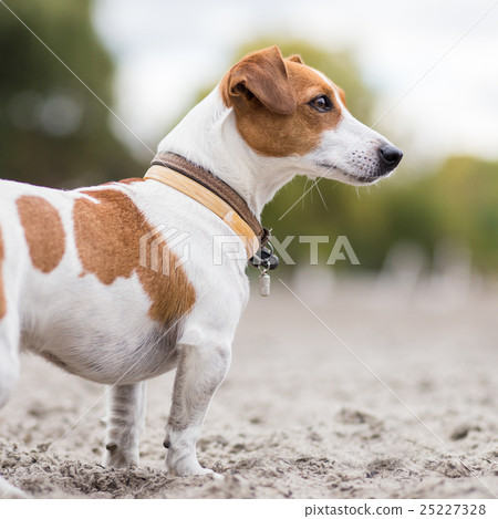 Jack russel looking attentively Jack russel looking attentively 25227328