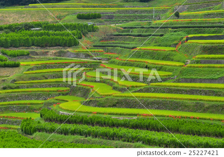 Yame米飯露台 Yame米飯露台 25227421