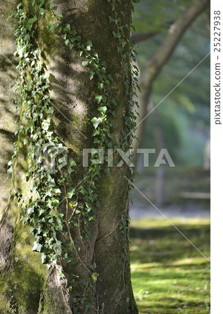 一棵大樹和常春藤 25227938