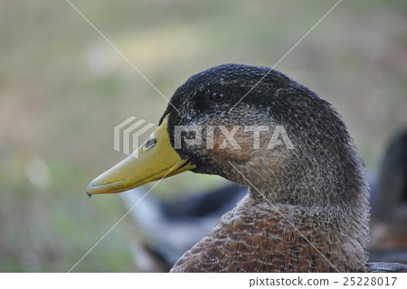 眼睛看 眼睛看 25228017