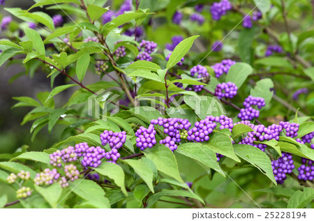 Komurasaki (small purple) 25228194