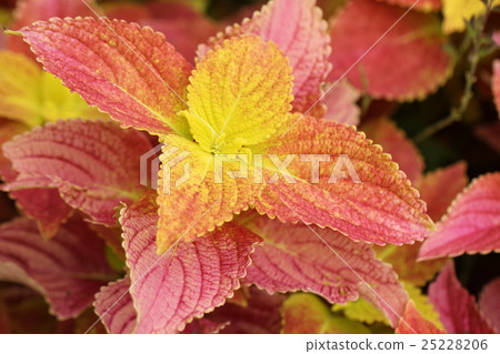 Coleus 25228206