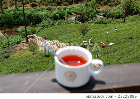 The workers colecting tea leafs on tea plantation 25228889
