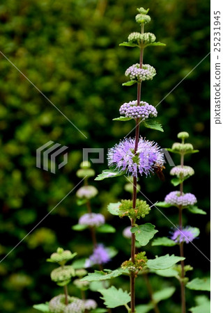 菊花盛開的花朵 25231945