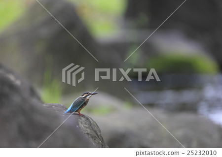 翠鳥的領土之戰 翠鳥的領土之戰 25232010