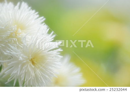 菊花鮮花 菊花鮮花 25232044