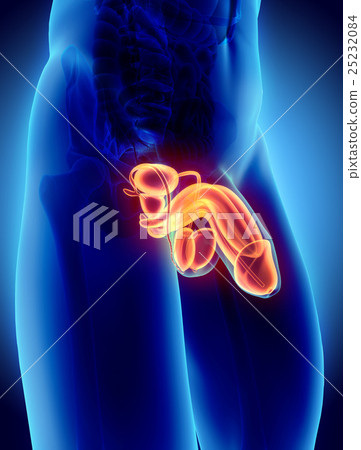 Reproductive system male, medical concept. 25232084