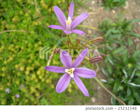 Tionodoxa Tionodoxa 25232148