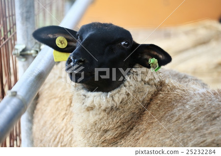 信州的薩福克 25232284