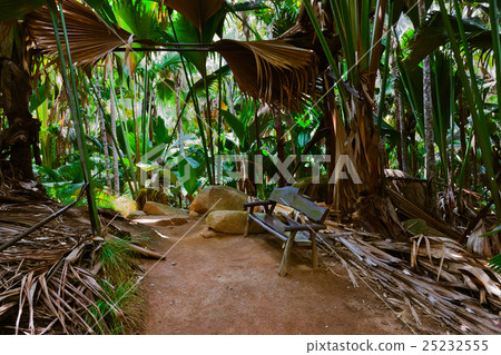 Pathway in jungle - Vallee de Mai - Seychelles 25232555