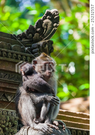 Monkey in forest park in Ubud - Bali Indonesia Monkey in forest park in Ubud - Bali Indonesia 25232557