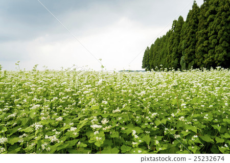 Buckwheat flower park Buckwheat flowers Buckwheat flower park Buckwheat flowers 25232674