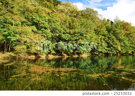 Weed of Oginuma 25233032