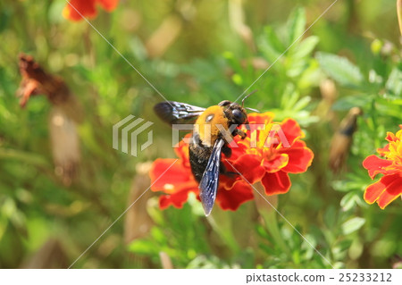 A bee sucking nectar from a flower 25233212