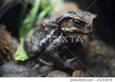 Asamushi蟾蜍蟾蜍 25233676