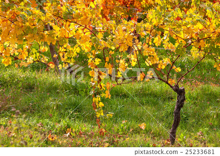Colorful autumnal vineyard. 25233681