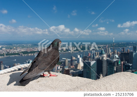 Pigeon on the Empire State Building,New York Pigeon on the Empire State Building,New York 25233706
