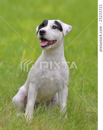 Typical Parson Russell Terrier in the  garden 25233721