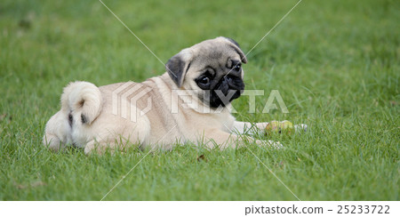 Typical Pug dog  in the  garden 25233722