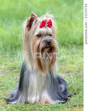 Typical Yorkshire Terrier in the garden Typical Yorkshire Terrier in the garden 25233724