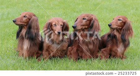 Typical Dachshund Long-haired Standard Red Typical Dachshund Long-haired Standard Red 25233725