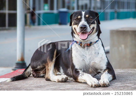 Dog portrait 25233865