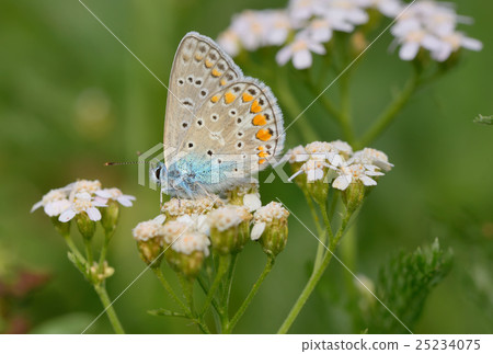 Common Blue  butterfly 25234075