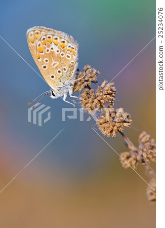 Common Blue (Polyomathus icarus) butterfly 25234076