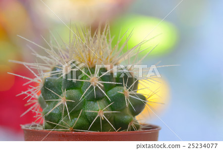 Single small decorative cactus Single small decorative cactus 25234077