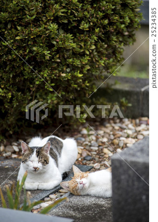 一個朋友的貓 25234385