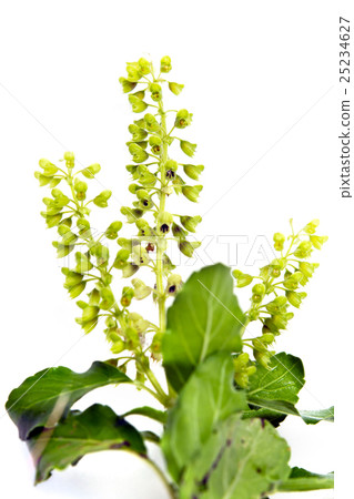 Basil leaf isolated on white 25234627