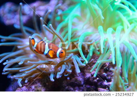 小丑魚 鹹水魚 海水魚 25234927