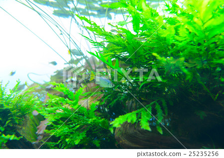 tropical fish, tetra, freshwater fish 25235256