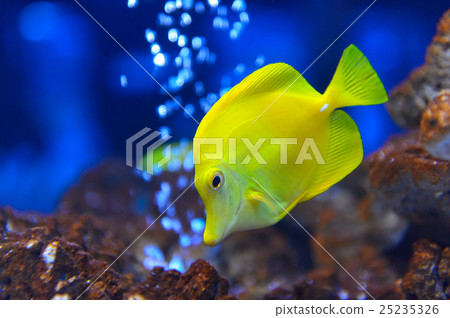熱帶魚 魚 鹹水魚 25235326