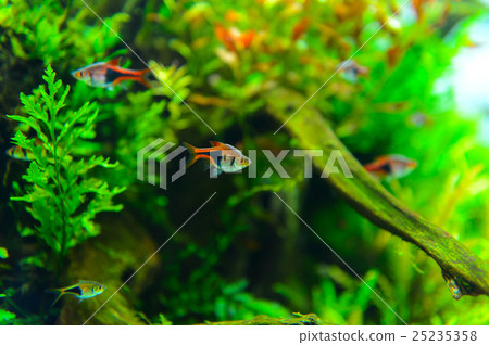 熱帶魚 淡水魚 魚 25235358