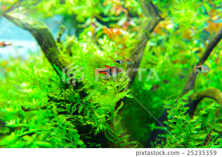 熱帶魚 淡水魚 魚 25235359