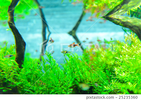 熱帶魚 淡水魚 魚 25235360