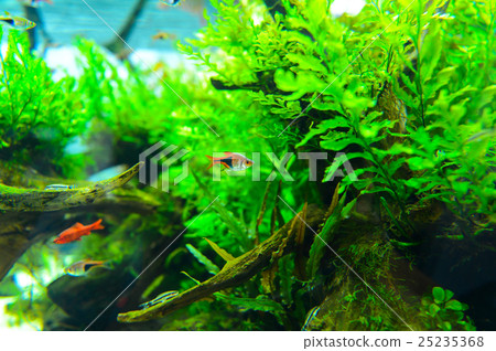 熱帶魚 淡水魚 魚 25235368