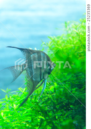 熱帶魚 淡水魚 魚 25235369