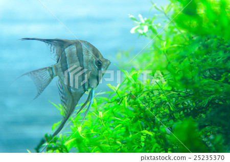 tropical fish, freshwater fish, fish 25235370