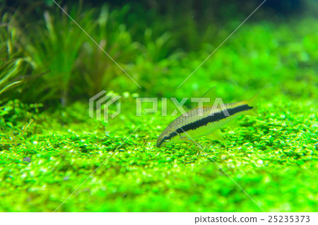 熱帶魚 淡水魚 魚 25235373